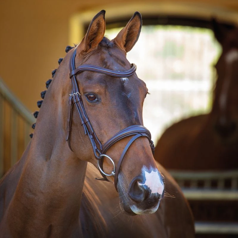 Shires Velociti Rapida Padded Raised Flash Bridle - Havana 1 Shires Velociti Rapida Padded Raised Flash Bridle - Havana
